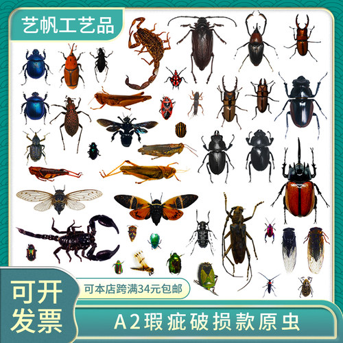 A2练手原虫标本真昆虫甲虫大兜虫金龟子锹甲蝉天牛未整姿原蝶材料
