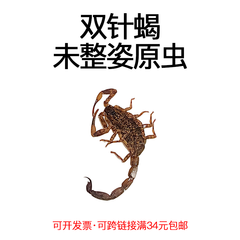 未整姿昆虫双针蝎DIY材料