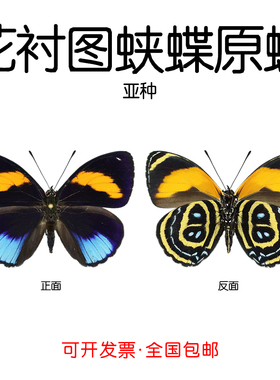 未展翅花衬图蛱蝶Callicore Excelsior Pastazza标本原蝶制作材料
