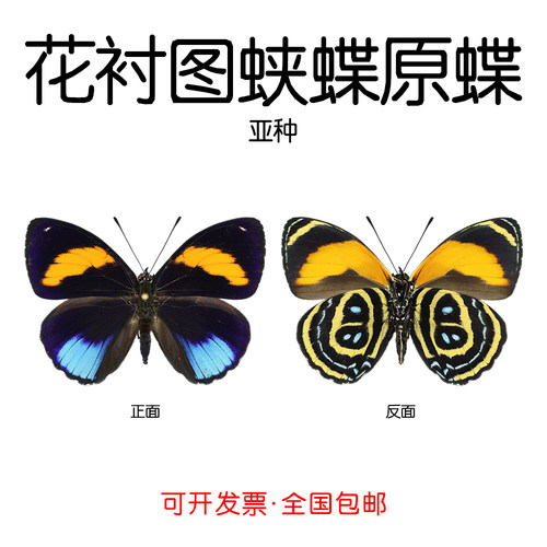未展翅花衬图蛱蝶标本原蝶材料