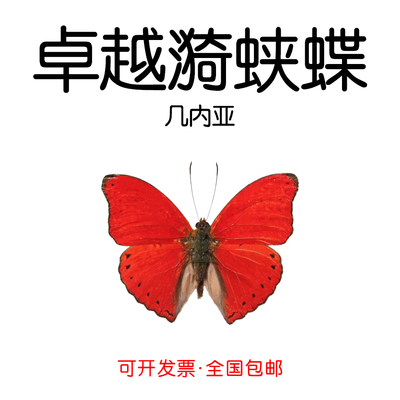 卓越漪蛱蝶未展翅原蝶DIY材料