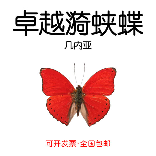 卓越漪蛱蝶未展翅原蝶DIY材料