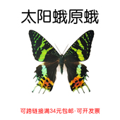 品质 A1A 进口秘鲁未展翅原蝶太阳蛾Urania ripheus标本三角袋包装