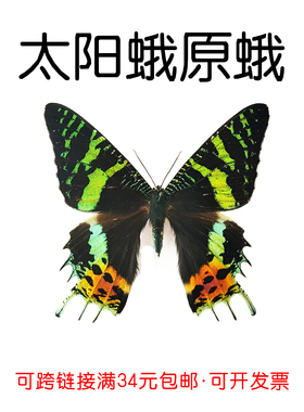 进口秘鲁未展翅原蝶太阳蛾Urania ripheus标本三角袋包装A1A-品质