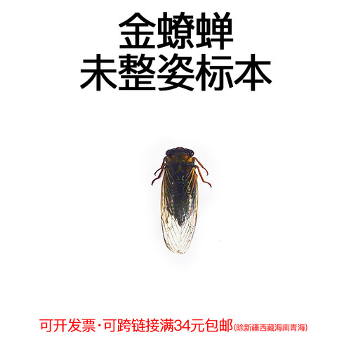 未整姿昆虫金缭蝉DIY材料