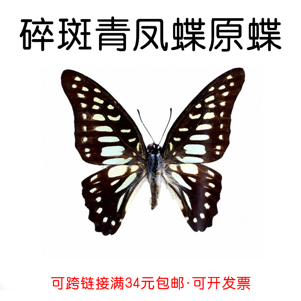 真蝴蝶原蝶碎斑青凤蝶未展翅蝴蝶标本制作diy手工材料a1/a-品质