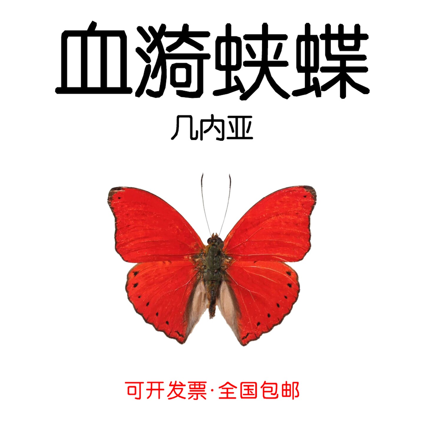 血漪蛱蝶未展翅原蝶Cymothoe sangaris手工标本制作DIY材料