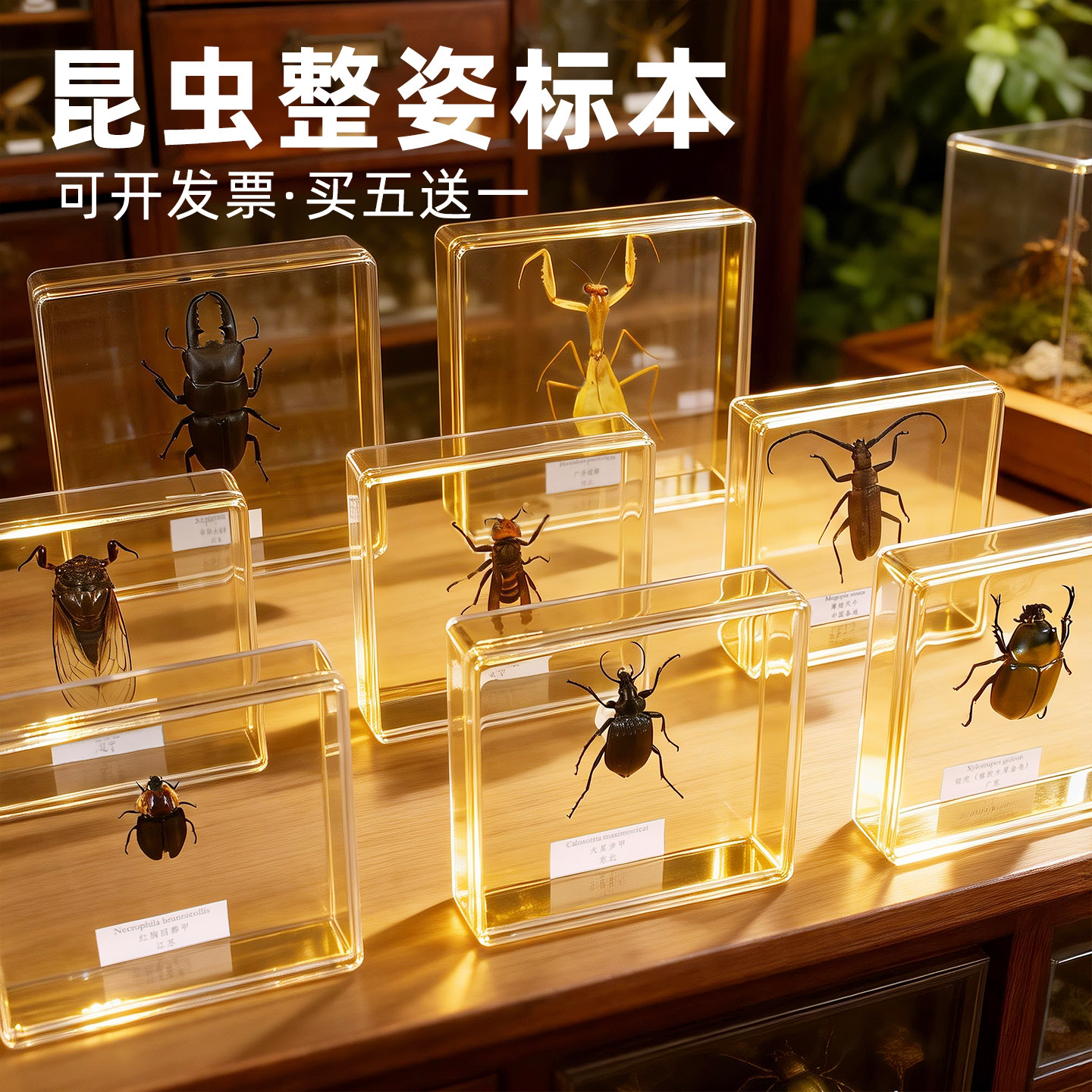 真昆虫标本亚克力盒生日礼物摆件图片