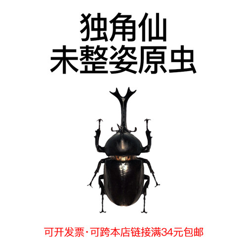未整姿昆虫独角仙DIY材料