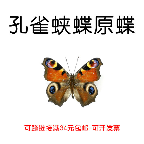 标本手工DIY孔雀蛱蝶真蝴蝶原蝶