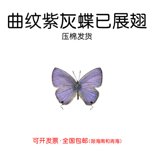 手工DIY展翅曲纹紫灰蝶真蝴蝶