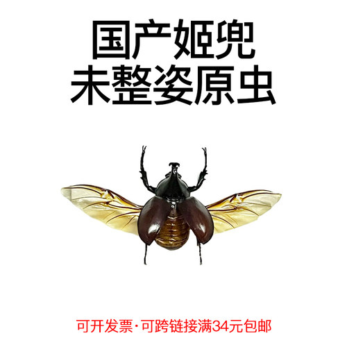 未整姿昆虫姬兜湿虫手工材料原虫