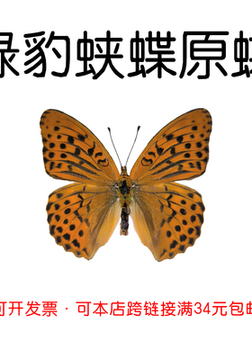 真蝴蝶原蝶绿豹蛱蝶未展翅标本