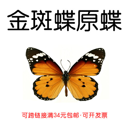 手工DIY金斑蝶真蝴蝶原蝶未展翅