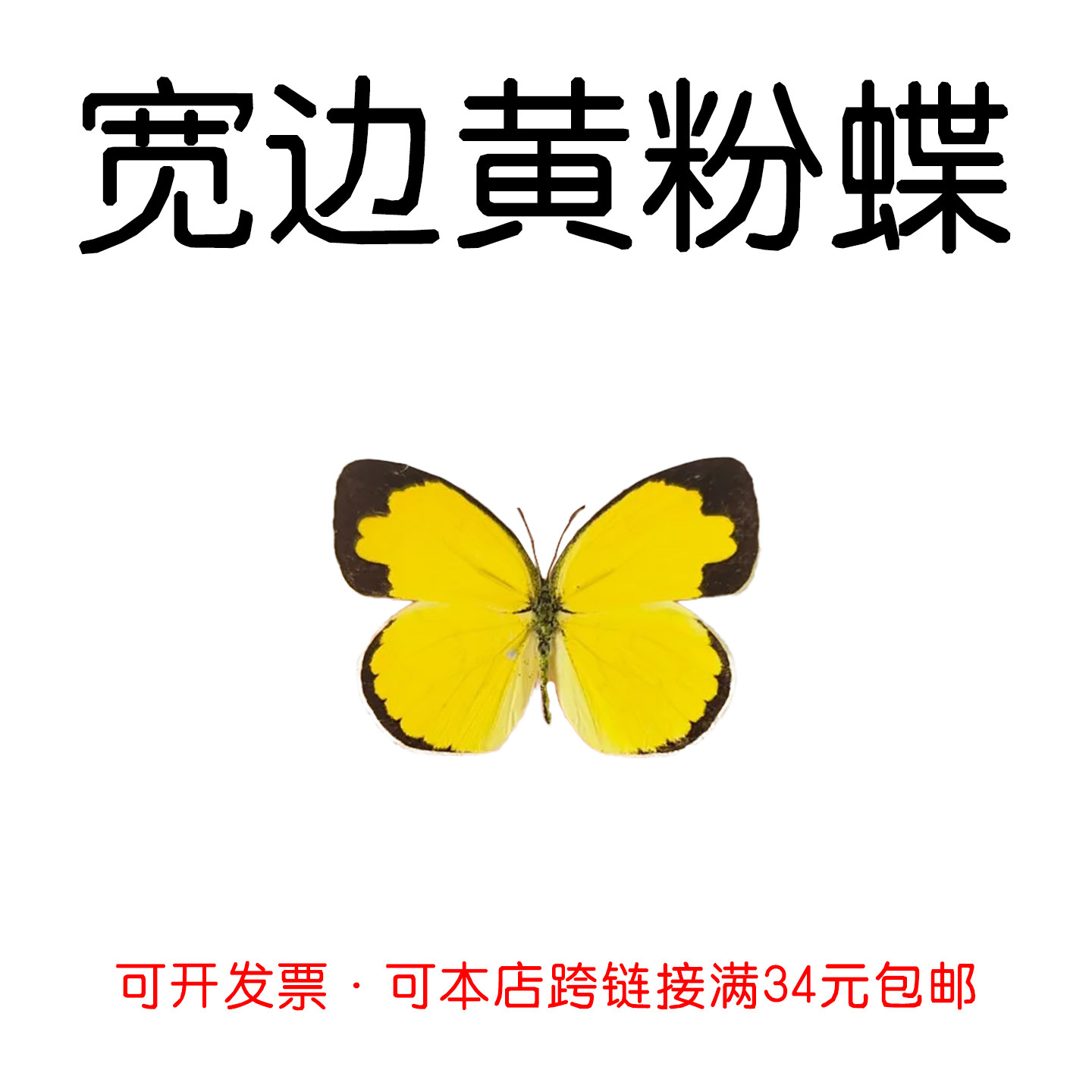 真蝴蝶原蝶宽边黄粉蝶未展翅蝴蝶标本制作diy手工材料A1/A-品质 - 实物图