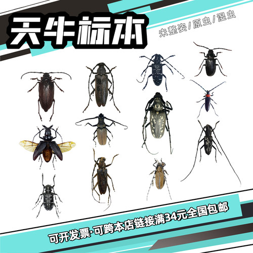 真天牛原虫标本湿虫DIY手工材料