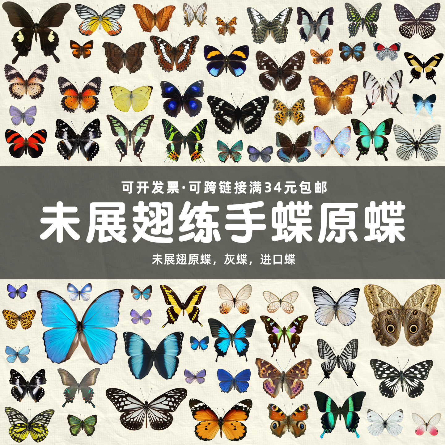 A2练手蝶三角袋包装蝶翅画造景