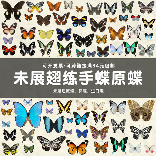 A2练手蝶三角袋包装蝶翅画造景
