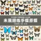 真蝴蝶标本未展翅原蝶凤蝶制作diy研学手工材料A2品质品种单选