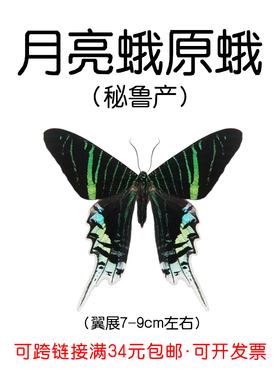进口秘鲁未展翅原蝶月亮蛾Urania leilus标本三角袋包装A1/A-品质