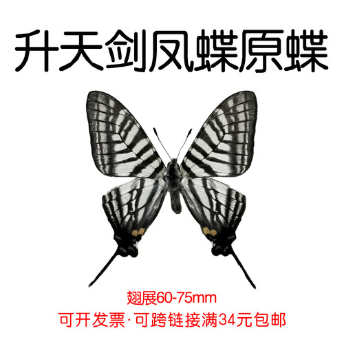 真蝴蝶原蝶升天剑凤蝶未展翅蝴蝶