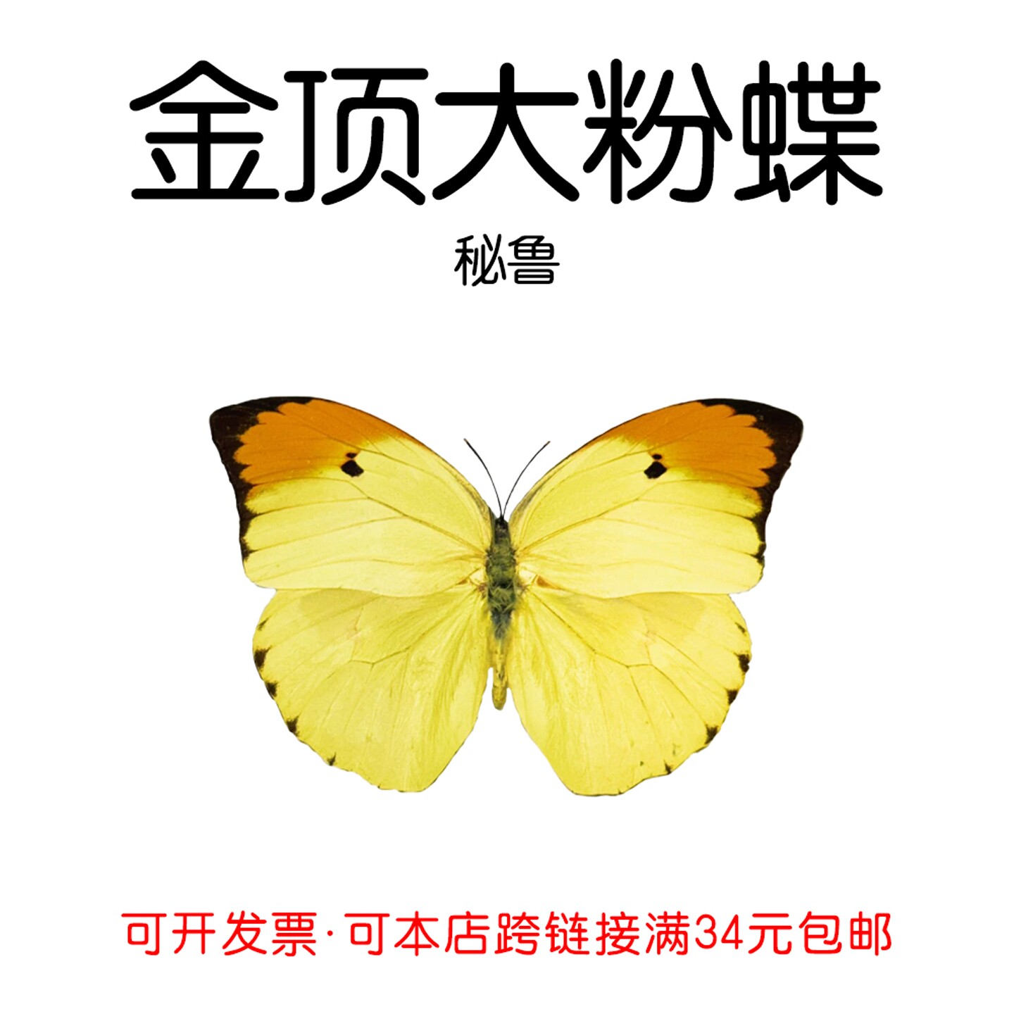 金顶大粉蝶未展翅原蝶标本 Jinding Dafen 手工标本制作DIY材料 - 实物图