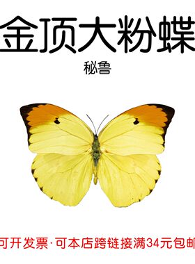 金顶大粉蝶未展翅原蝶DIY材料