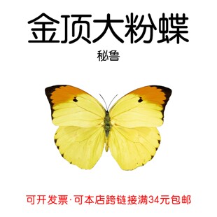 金顶大粉蝶未展翅原蝶标本 Jinding Dafen 手工标本制作DIY材料