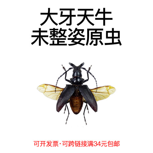 未整姿昆虫大牙天牛DIY材料