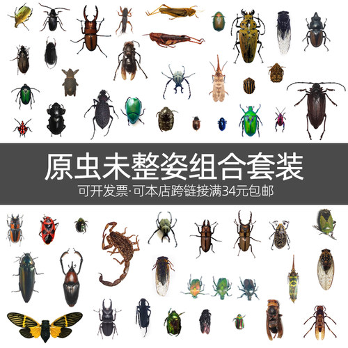 未整姿随机昆虫教学教育拍照道具
