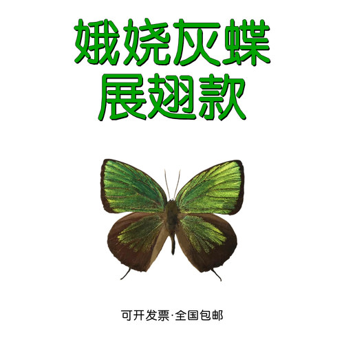真灰蝶标本已展翅娥娆灰蝶标本