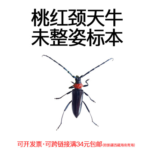 未整姿昆虫桃红颈天牛DIY材料