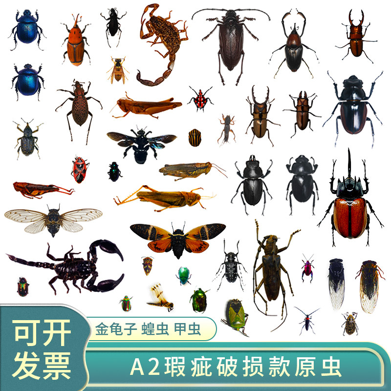 A2练手原虫标本真昆虫甲虫大兜虫金龟子锹甲蝉天牛未整姿原蝶材料