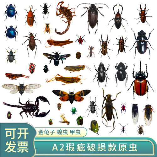 A2练手原虫标本真昆虫甲虫大兜虫金龟子锹甲蝉天牛未整姿原蝶材料