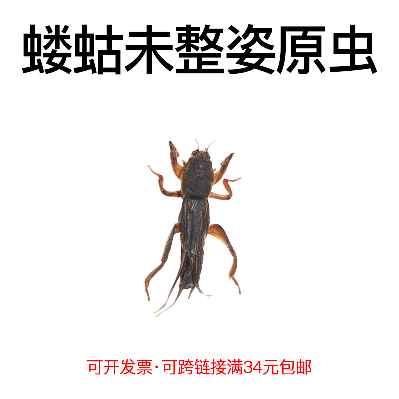 真昆虫未整姿原虫蝼蛄标本湿虫手工DIY造景材料自然微距科普教育,家居饰品,标本类装饰画,淘宝优惠券,粉丝福利购,淘宝优惠卷