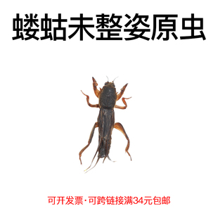 真昆虫未整姿原虫蝼蛄标本湿虫手工DIY造景材料自然微距科普教育