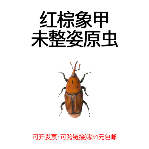 未整姿昆虫红棕象甲DIY材料
