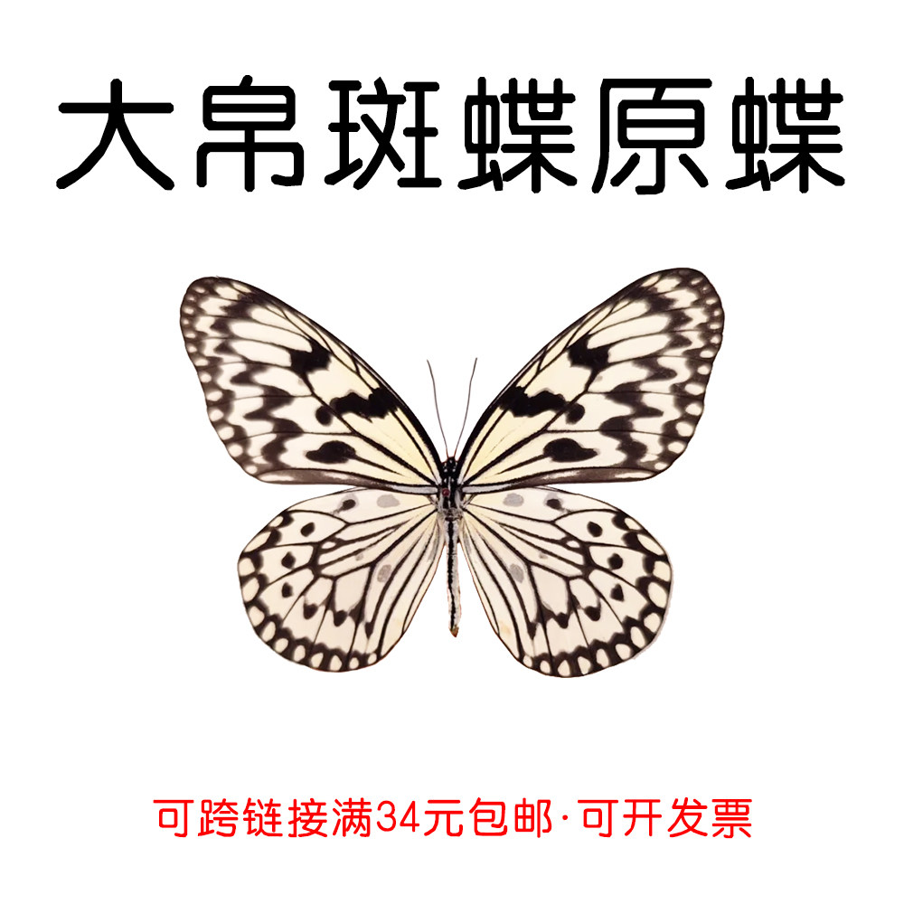 真蝴蝶原蝶大帛斑蝶未展翅蝴蝶标本制作手工diy材料A1/A1-品质