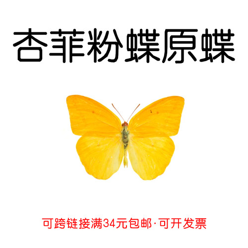 进口未展翅原蝶杏菲粉蝶A1/A-