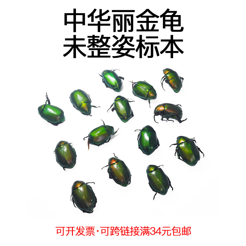 真昆虫未整姿中华丽金龟标本原湿虫手工DIY造景材料微距科普教育,家居饰品,标本类装饰画,淘宝优惠券,粉丝福利购,淘宝优惠卷