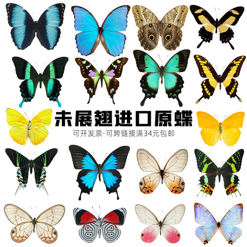国外未展翅原蝶手工蝴蝶标本材料