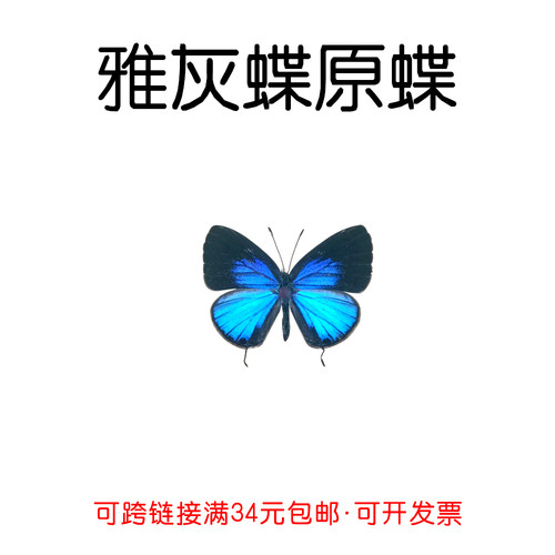 手工DIY未展翅雅灰蝶真蝴蝶原蝶
