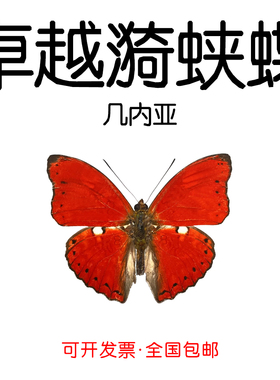 卓越漪蛱蝶未展翅原蝶Cymothoe excelsa手工标本制作DIY材料