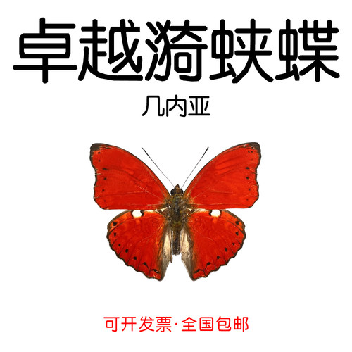 卓越漪蛱蝶未展翅原蝶DIY材料