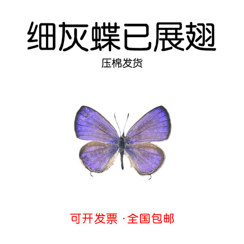细灰蝶标本已展翅压棉发货