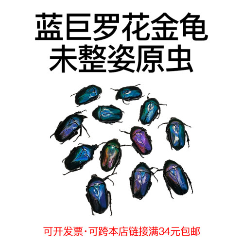 未整姿昆虫材料蓝巨罗花金龟