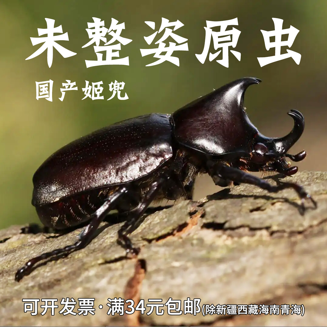 真未整资昆虫姬兜湿虫DIY手工