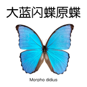 Morpho didius 原蝶制作手工材料A1 品质 未展翅标本 大蓝闪蝶