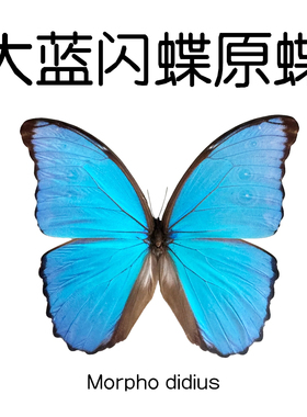 大蓝闪蝶 Morpho didius 未展翅标本 原蝶制作手工材料A1/A-品质
