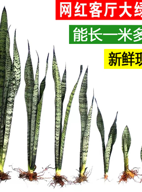 绿色高银脉虎皮兰盆栽花卉客厅室内好养活高大型绿植高脚虎尾兰